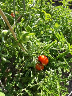 tomates
