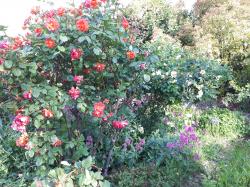 Rosiers