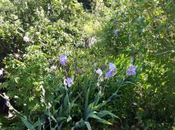 Les iris
