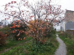 cerisier en fleurs