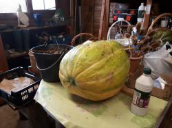Courge de Colombie de Léo