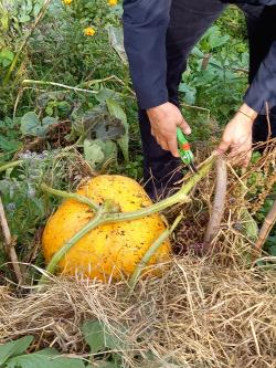 Léo cueille la grosse courge