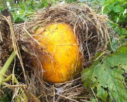 La courge sort de son nid