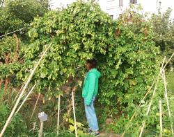 Fin de l'été pour le houblon