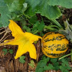 Courge Lady Godiva