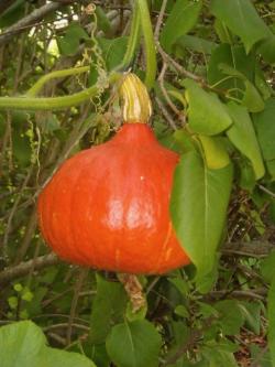 Courge 