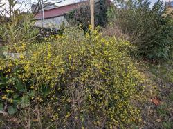 jasmin d'hiver