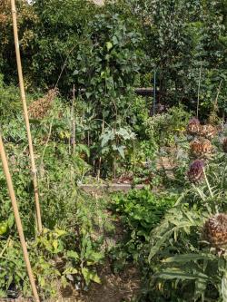 Cardons et Haricots