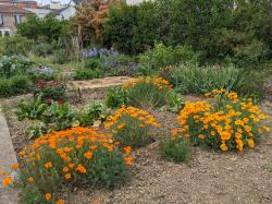 Les pavots de Californie de Greta