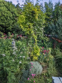 jasmin sur Glycine