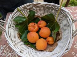 Récolte des abricots