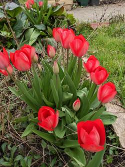 Tulipes