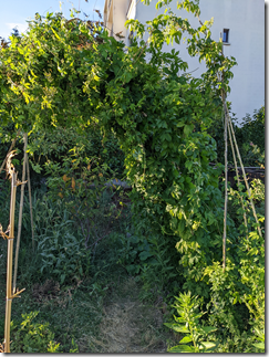 Création d'une tonnelle avec le houblon, sur une idée de Sylvana 10 Juillet