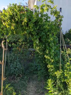 Tonnelle de houblon