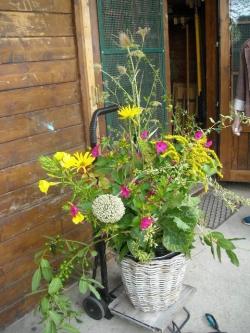 Bouquet de Hadjira