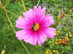 insecte pollinisateur